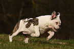 rennende Englische Bulldogge