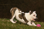 spielende Englische Bulldogge