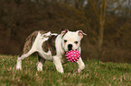 spielende Englische Bulldogge