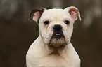 Englische Bulldogge Portrait