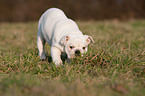 Englische Bulldogge Welpe