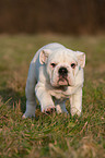 Englische Bulldogge Welpe