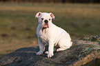 Englische Bulldogge Welpe