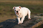 Englische Bulldogge Welpe