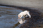 Englische Bulldogge Welpe