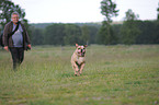 rennende Englische Bulldogge