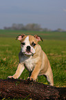 Englische Bulldogge Welpe