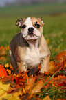 Englische Bulldogge Welpe