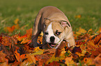 Englische Bulldogge Welpe