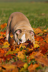 Englische Bulldogge Welpe