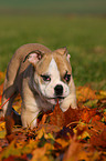 Englische Bulldogge Welpe