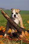 Englische Bulldogge Welpe