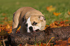 Englische Bulldogge Welpe