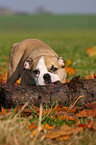 Englische Bulldogge Welpe