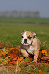 Englische Bulldogge Welpe