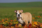 Englische Bulldogge Welpe