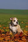 Englische Bulldogge Welpe