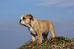 Englische Bulldogge Welpe