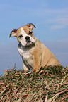 Englische Bulldogge Welpe