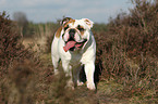 Englische Bulldogge