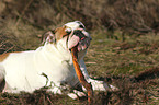 Englische Bulldogge