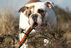 Englische Bulldogge