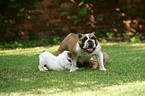 Englische Bulldoggen