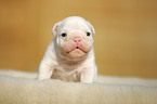 Englische Bulldogge Welpe