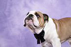 Englische Bulldogge Portrait