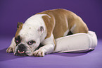 liegende Englische Bulldogge