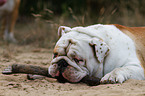 liegende Englische Bulldogge