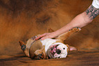 junge Englische Bulldogge wlzt sich