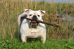 Englische Bulldogge