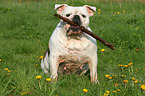 apportierende Englische Bulldogge