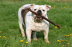 apportierende Englische Bulldogge