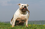 apportierende Englische Bulldogge