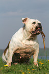 apportierende Englische Bulldogge