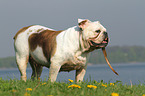 apportierende Englische Bulldogge