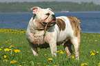 apportierende Englische Bulldogge