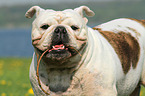 apportierende Englische Bulldogge