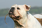 apportierende Englische Bulldogge