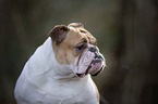 Englische Bulldogge Portrait