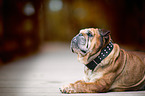 liegende Englische Bulldogge