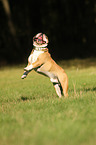 springende Englische Bulldogge