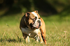 Englische Bulldogge