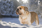 Englische Bulldogge steht im Schnee