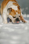 rennende Englische Bulldogge