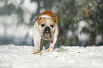 rennende Englische Bulldogge