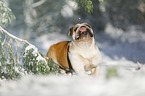 Englische Bulldogge im Schnee