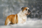 Englische Bulldogge steht im Schnee